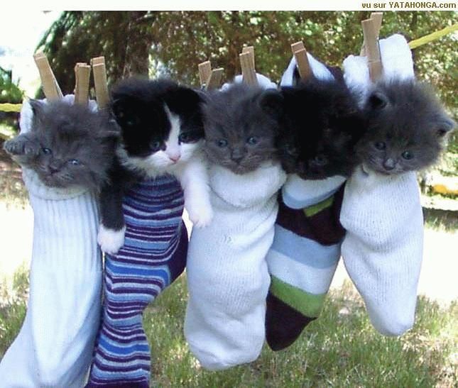 mignon non? mignon non?